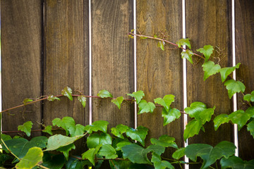 Fototapeta na wymiar Ivy leaves draped over a bright wooden wall.