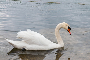 Naklejka premium Il cigno