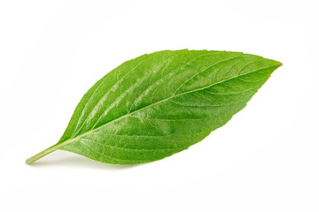 Basil leaves isolated on white backgrouns.
