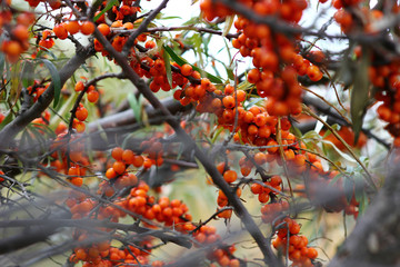 ripe sea buckthorn on a branch in the garden