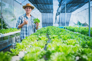 Naklejka na ściany i meble farmer inspecting hydroponic farm and observing growth vegetable Meticulously after delivered to the customer. .