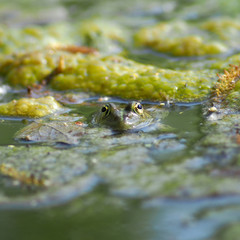 Fototapeta premium Żaba - 3