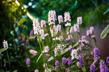 Obraz premium flower