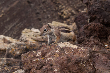 Ecureuil Fuerteventura