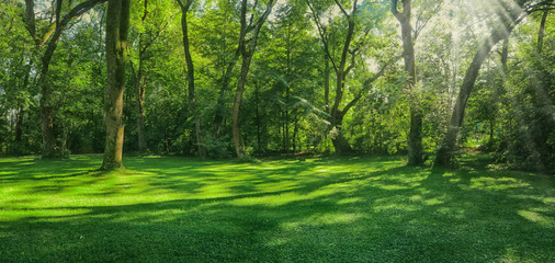 Fototapeta na wymiar Beautiful green meadow surrounded by trees with sunbeam rays, landscape in Englischer Garten in Munich