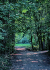 Beautiful green path in shadow framed by trees with lush foliage in summer, landscape in Englischer Garten in Munich