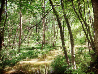 Lush and dense summer vegetation framing the waters of a small canal at Englischer Garten in Munich, landscape in back light with the sun reflection on the water surface