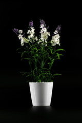 Decorative white and purple flowers in white vase isolated on black background.