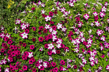 Rot und weiß blühende Petunien