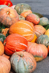 different ripe pumpkins as background