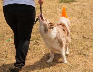the dog executes commands on a walk