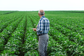 Fototapeta premium Senior farmer standing in soybean field with tablet examining crop.