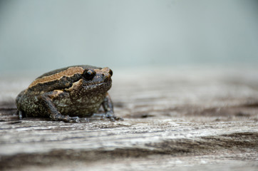 Bullfrog (Kaloula pulchra) on the wood, close-up