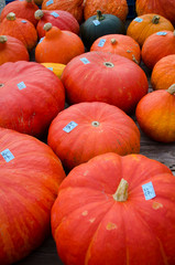 close up of halloween pumpkins on a cart from a farmer in different colors with bokeh effect.