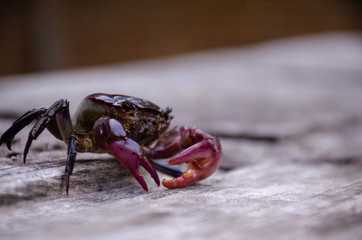 Field crab on the wood in Thailand, close-up crab
