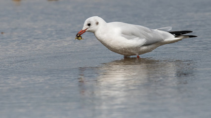 Obraz premium mouette rieuse 