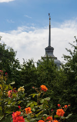 Beautiful white roses in the garden of the Transfiguration monastery. Yaroslavl.