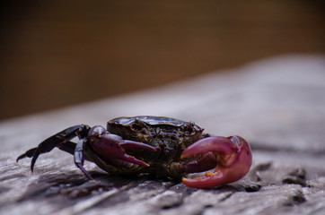 Field crab on the wood in Thailand, close-up crab