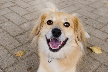 close up of a blonde or golden haired cute friendly dog smiling or looking at the camera with bokeh effect and sharp on tongue and nose.
