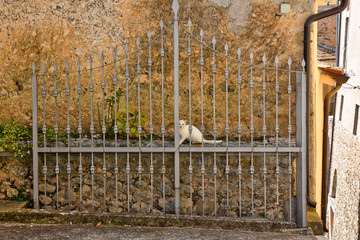 A small cat runs away hiding behind a gate