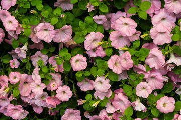 Rosa bl&uuml;hende Petunien