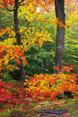 beech trees in colorful foliage. wonderful nature background. hazy atmosphere