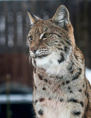 portrait of a lynx