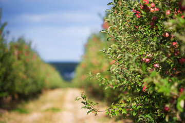 Fototapeta na wymiar Orchard of ripe and organic apples