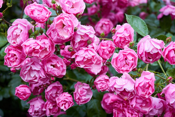 Bush of beautiful bright pink roses