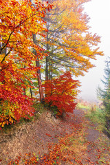 colorful foliage of beech trees in foggy weather. wonderful nature background. misty atmosphere