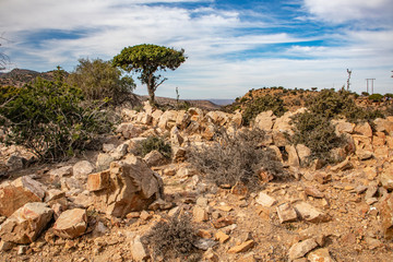 Dry Karoo landscape between Jansenville and Steytlervile in the Eastern Cape province of South...