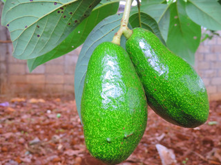 Avocado a pear-shaped fruit with a rough leathery skin, smooth oily edible flesh, and a large stone.         