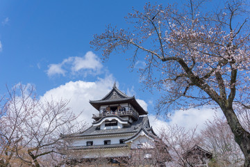 Inuyama castle with sakura blooming
