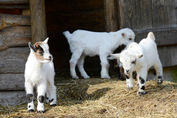 Naklejka na ściany i meble white cute small goat kids standing on straw in front of shed