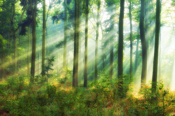 Piękny las o poranku z promieniami słonecznymi