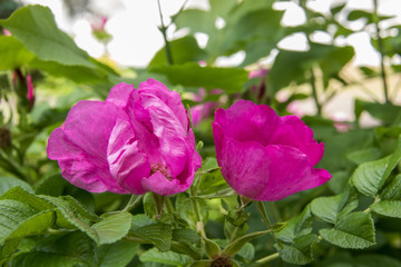 Obraz na płótnie Canvas A delicate flower of wild rose. Yaroslavl. Beautiful summer day.