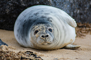 Round seal