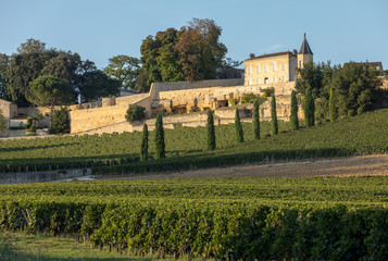 Fototapeta na wymiar Ripe red grapes on rows of vines in vienyard of Clos La Madeleine before the wine harvest in Saint Emilion region. France