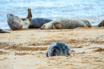 Fototapeta premium Sleeping