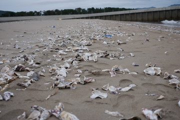 海辺の貝殻