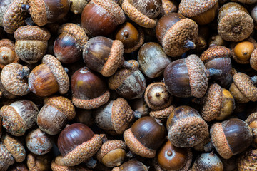 Background with autumn acorns and leaves closeup. Acorns macro. Oak acorns.Brown autumn acorns on the table. Autumn backdrop.A lot of oak acorns. Top view from above.
