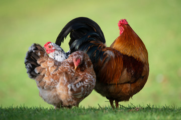 Wild rooster and hens at Western Springs park in Auckland