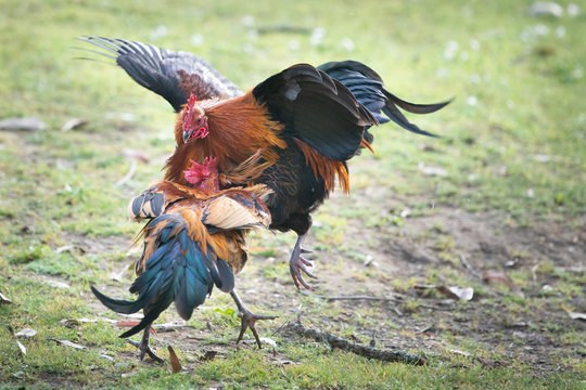 Two wild roosters fighting in the Western Spring park