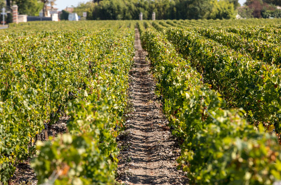 Ripe red grapes on rows of vines in a vienyard before the wine harvest in  Margaux appellation d'origine contr&ocirc;l&eacute;e of the Bordeaux region of France