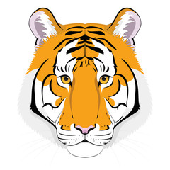 Tiger head in cartoon style. Vector illustration
