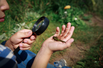 kids learning - little boy exploring dragonfly with magnifying glass