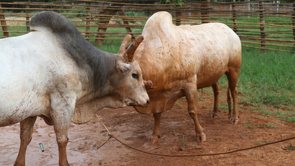 Fighting of the cows, a popular sport in Asians