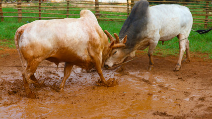 The battle of cattle collided popular sport of local Asian