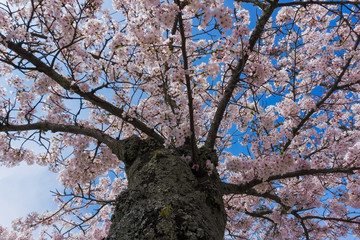 Sakura blooming at Miyajima Island, Japan