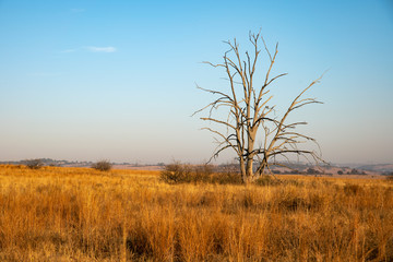 Late winter in the Rietvlei Nature reserve outside Pretoria, South Africa